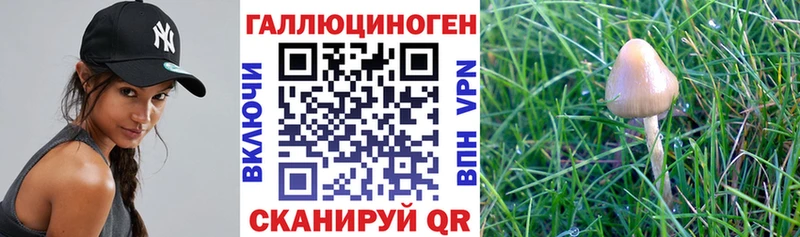 Псилоцибиновые грибы Cubensis Нязепетровск